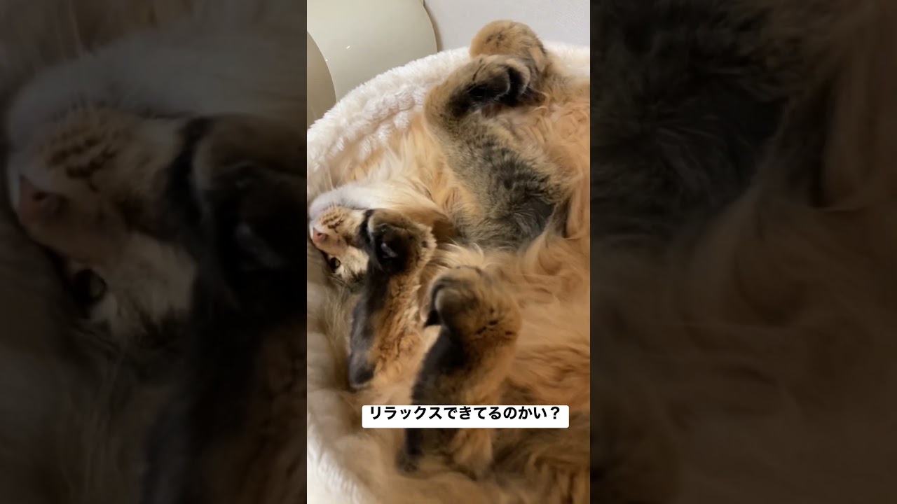 【猫は液体】自由すぎる末っ子ソマリ【ハンモック】