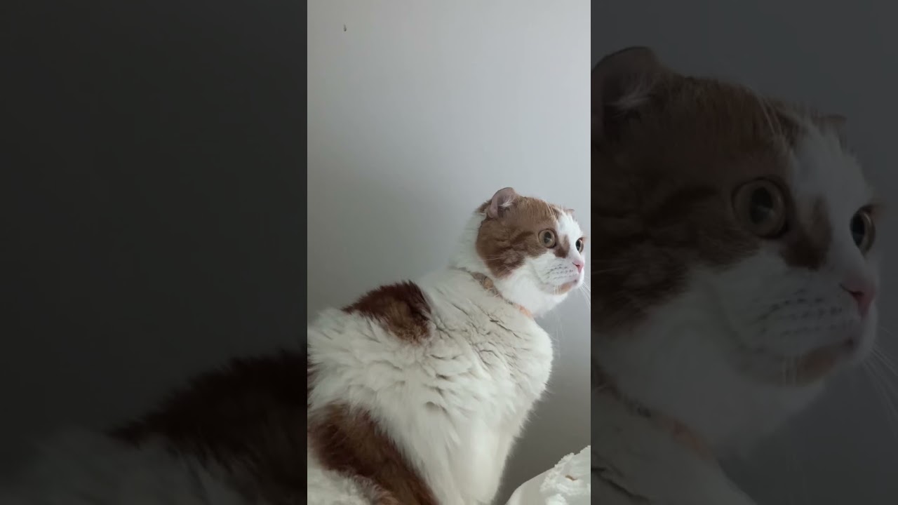 びっくりする猫さん🐈　#shorts #猫動画 #スコティッシュフォールド #可愛い猫 #かわいい猫 #恐怖#びっくり顔
