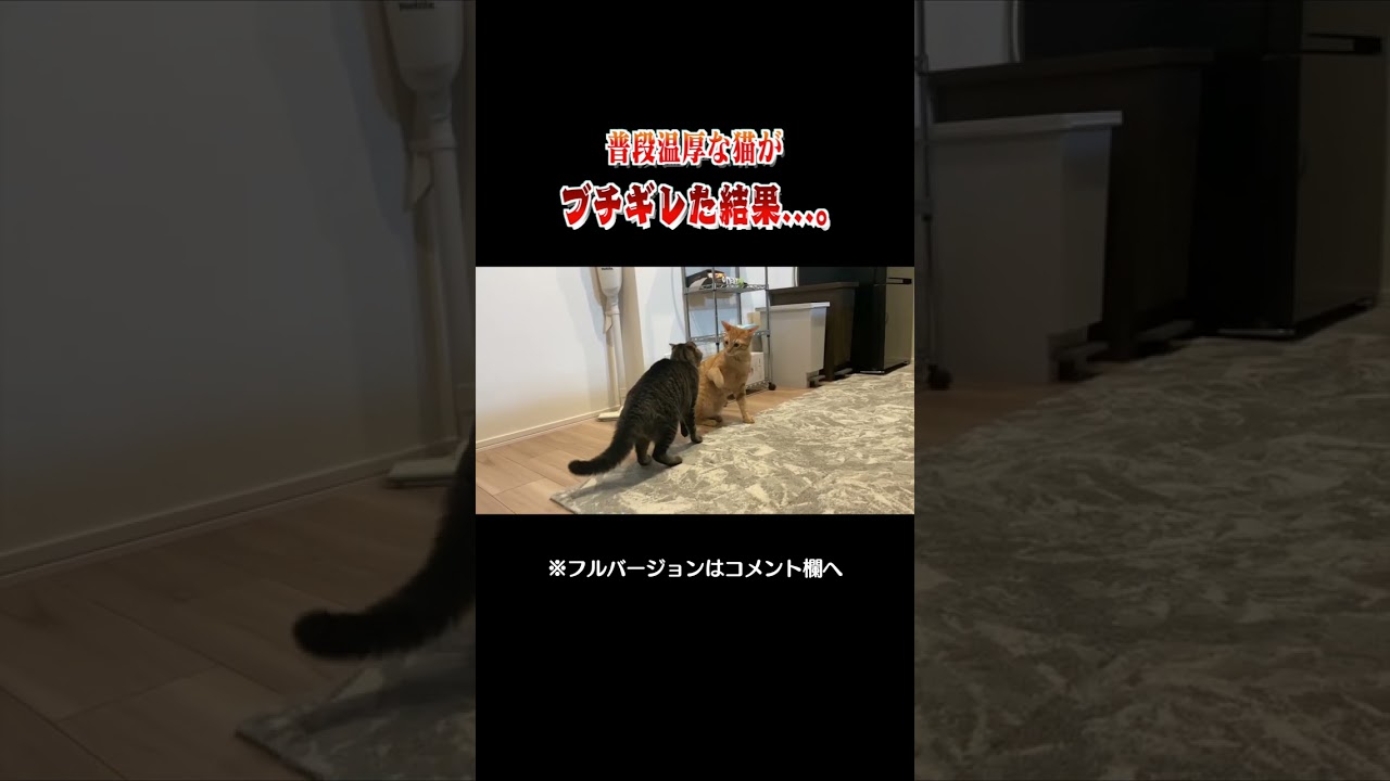 先住猫を怒らせてしまった後輩猫...。　#shorts
