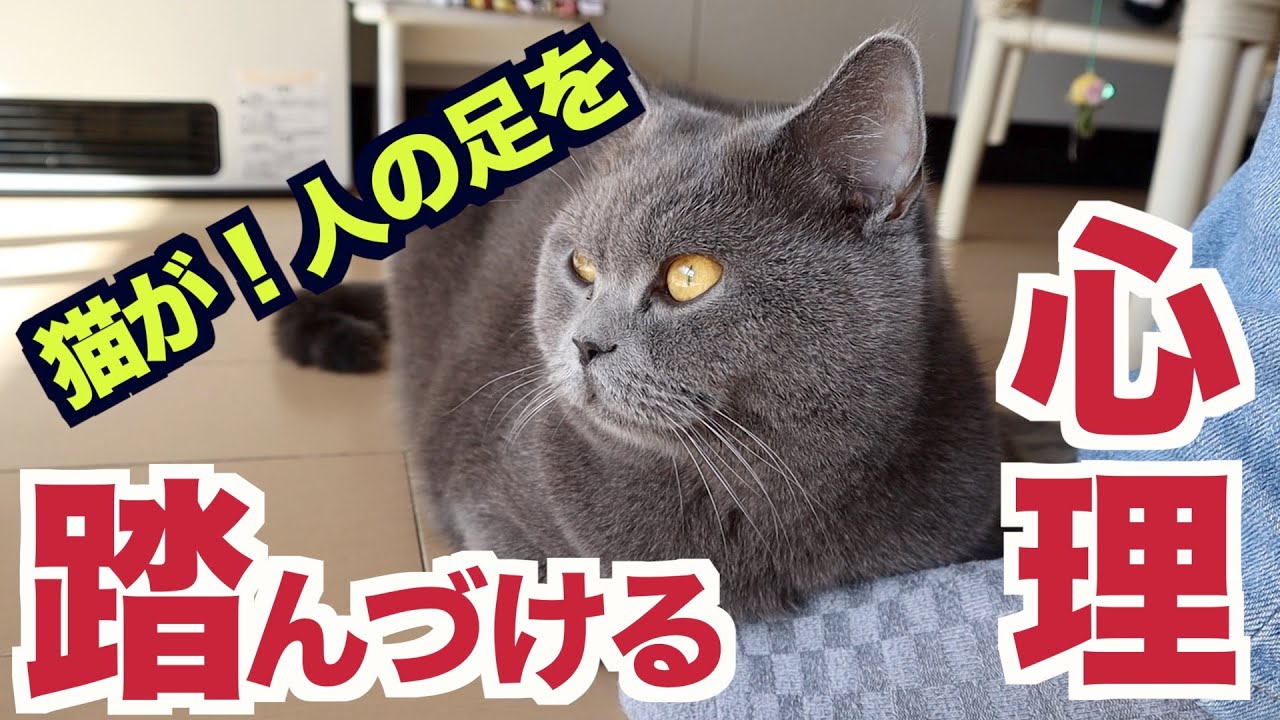 【ブリティッシュショートヘア】猫が人を「踏んづける」心理