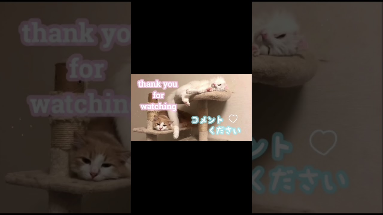 寝てる子猫を触る#shorts #short #アメリカンカール #子猫