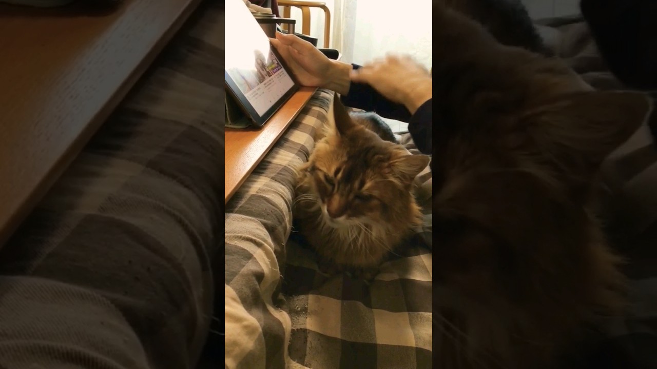 愛猫を膝にのせて優雅な朝を… #cat #ソマリ#shorts