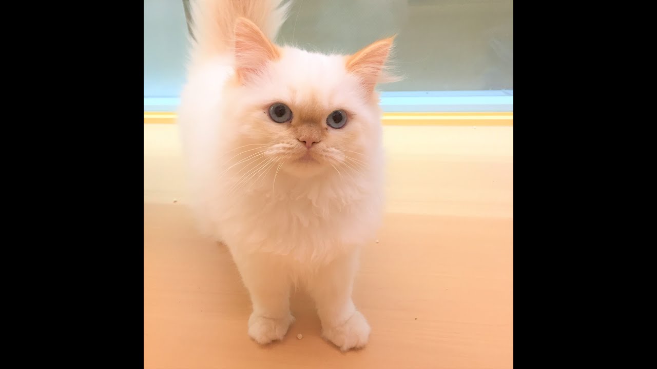 【すくすく成長中！】ヒマラヤン