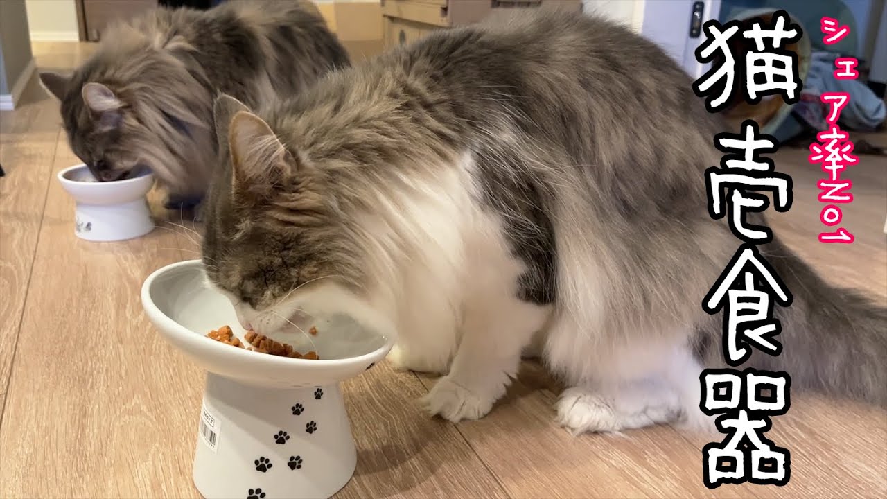 【シェア率No1猫壱食器】猫の食器が割れちゃったので新しいの購入しました！ ノルウェージャンフォレストキャット