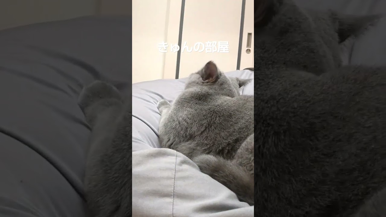 嫌がる猫#ブリティッシュショートヘア #shorts #猫 #嫌がる#ねこ