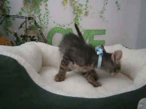 626926 スクーカム