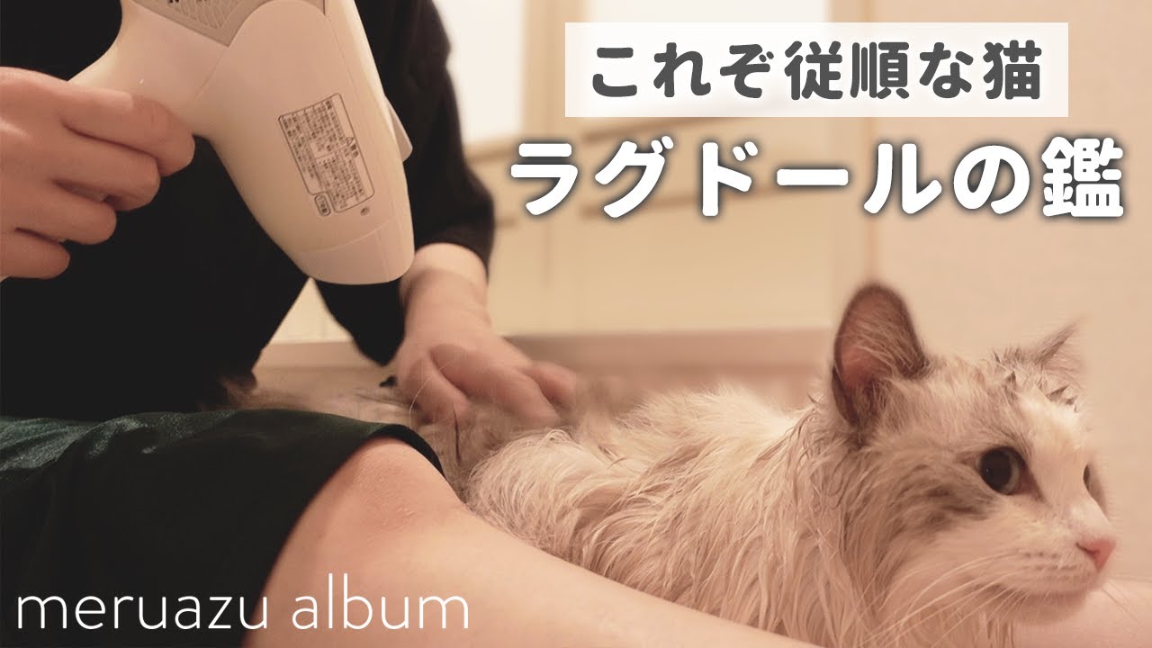 飼い主の慣れないドライヤーにも協力的なラグドール