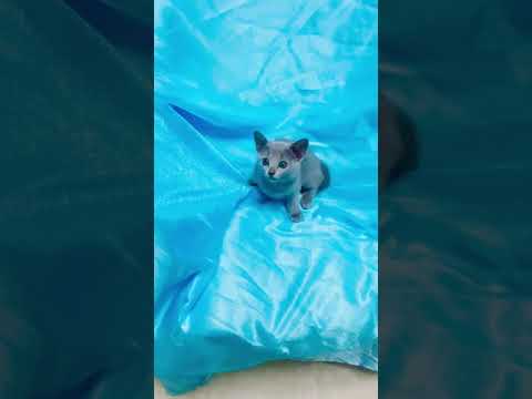 ロシアンブルー とても懐こい男の子です ブルー