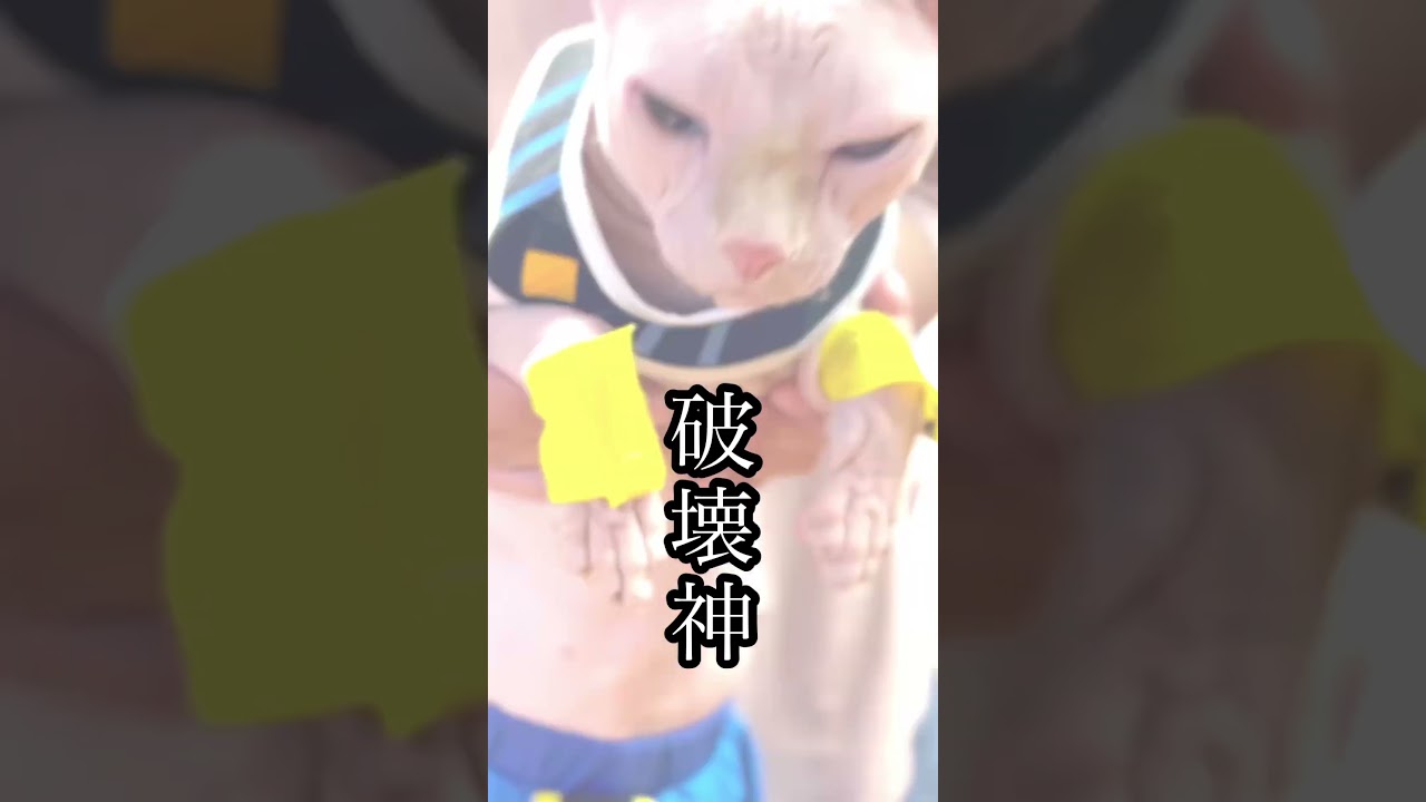 子猫が異次元すぎる成長を遂げた結果... #スフィンクス猫 #酔いどれ知らず