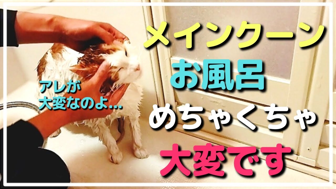 ここが大変！メインクーンお風呂事情。ハプニングも発生！！