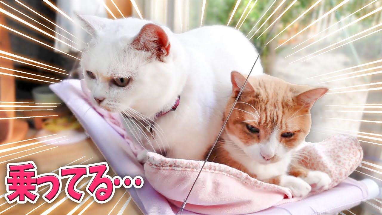 なぜ白猫は茶猫の上に座るのでしょう？　Why does the white cat ride on the brown cat?