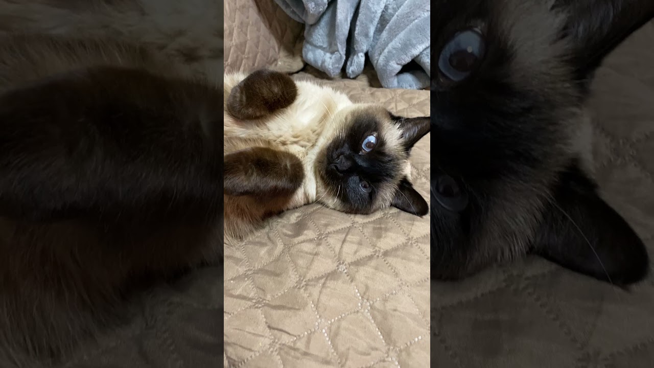 【2023.03.30】今日のシャム猫のふくさん（音無し）【たぬき猫】 #Shorts