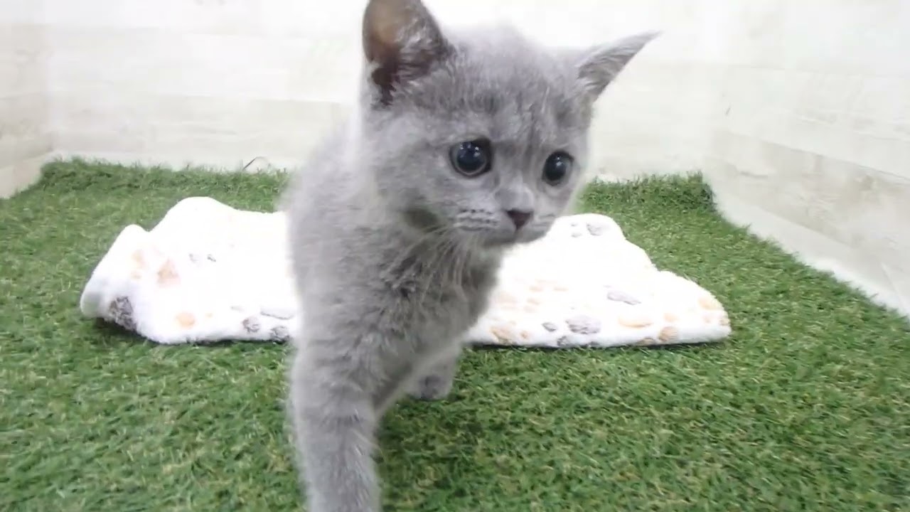 Coo&RIKU　No00626589 シャルトリュー