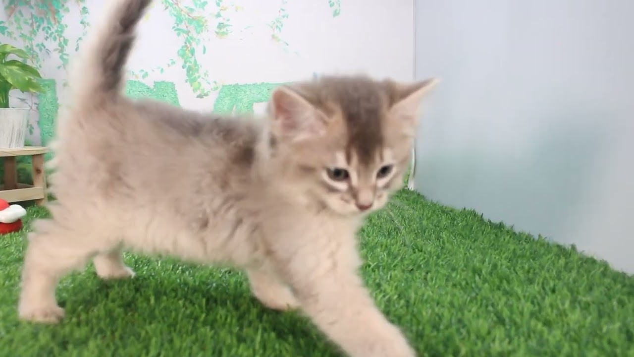 Coo&RIKU　No621171　ソマリ