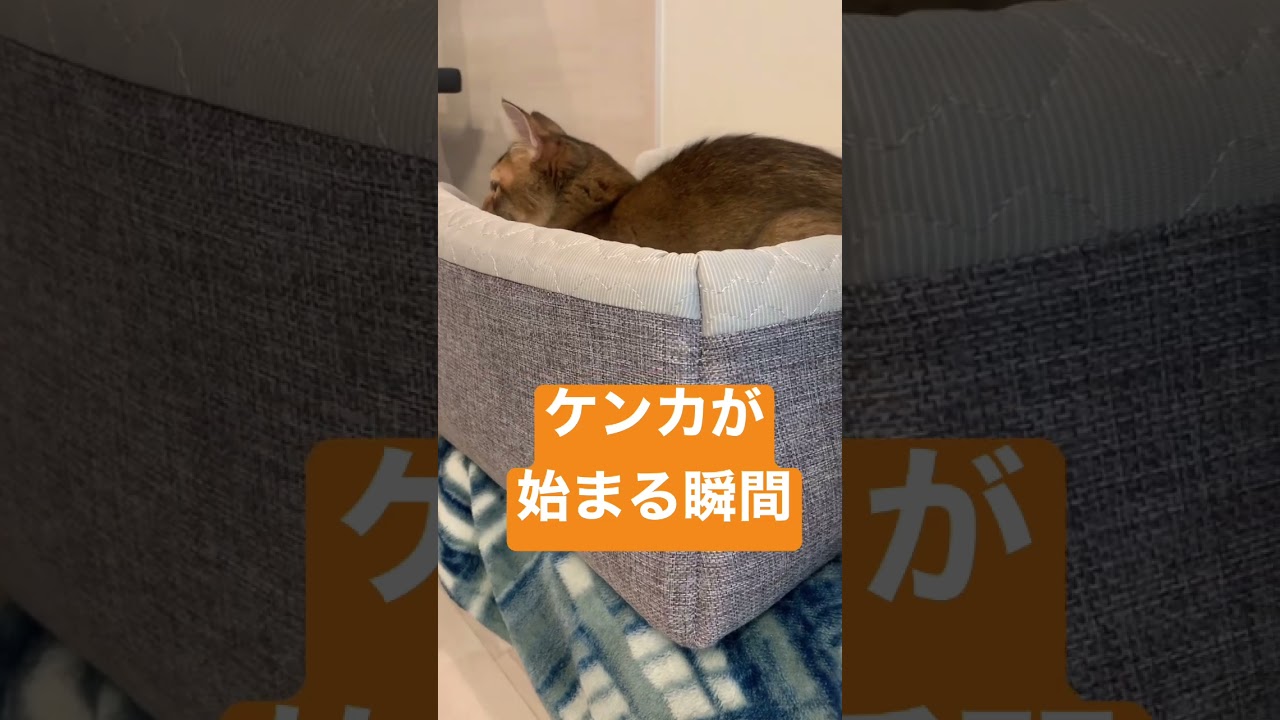 けんかが始まる瞬間 #猫のケンカ #ロシアンブルー #しっぽ吸い