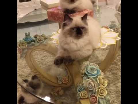 ヒマラヤンの女の子猫