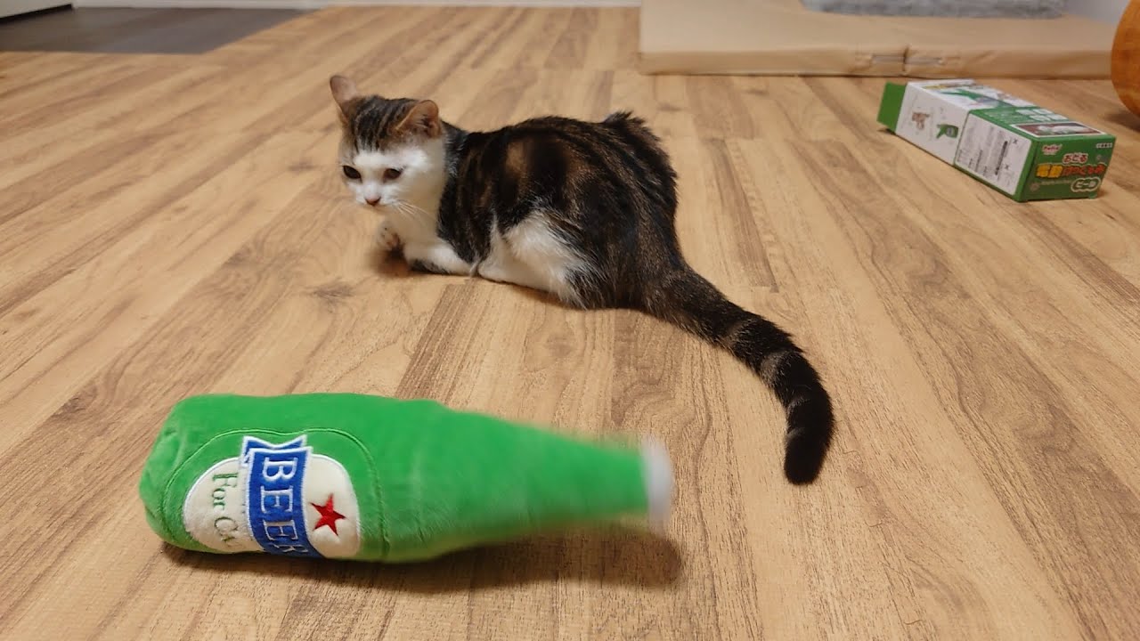 本当に気に入らないおもちゃを貰った時の子猫の反応が分かりやす過ぎた