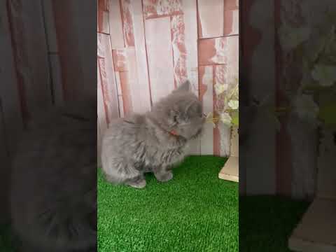 シャルトリュー 父猫はフランス外産の両親から生まれたフランスタイプ ブルーソリッド（フワフワなダブルコート）