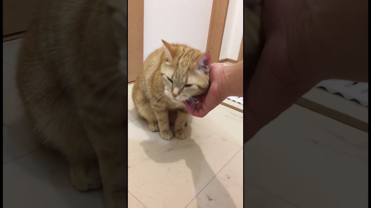 ご機嫌 ねこ うめ アメリカンショートヘアー cat