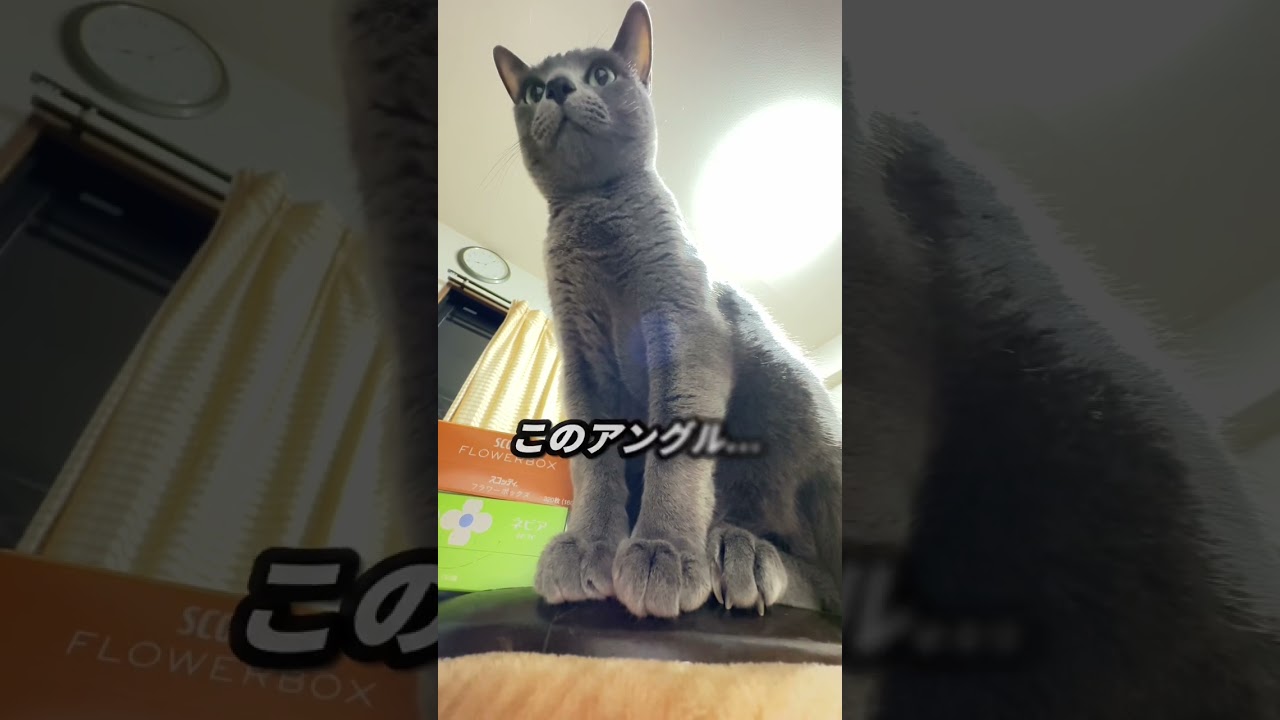 【ロシアンブルー】めろん...何だかスリムに見える⁇🫢【猫】#shorts