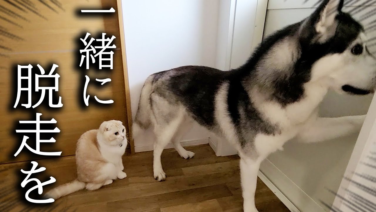 ハスキー犬がこっそり子猫を連れて脱走しようとしてました...