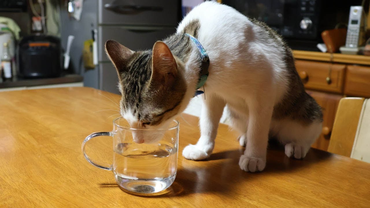 コップから水を飲む子猫　230407