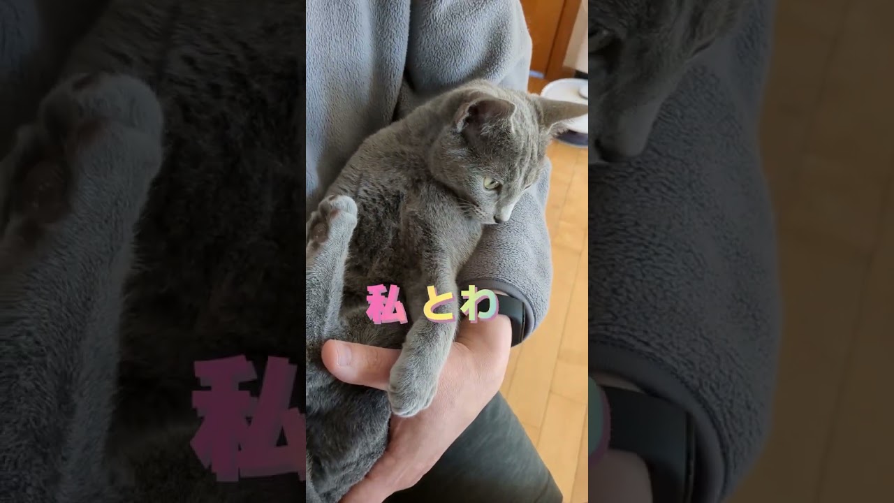 動くぬいぐるみ❓🐈‍⬛💖   #ロシアンブルー #russianblue #子猫
