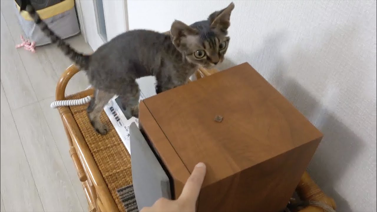 デボンレックス猫兄弟の宝探しシリーズ〜Siluria & ドライフード〜(Treasure hunting series -- Episode 2)