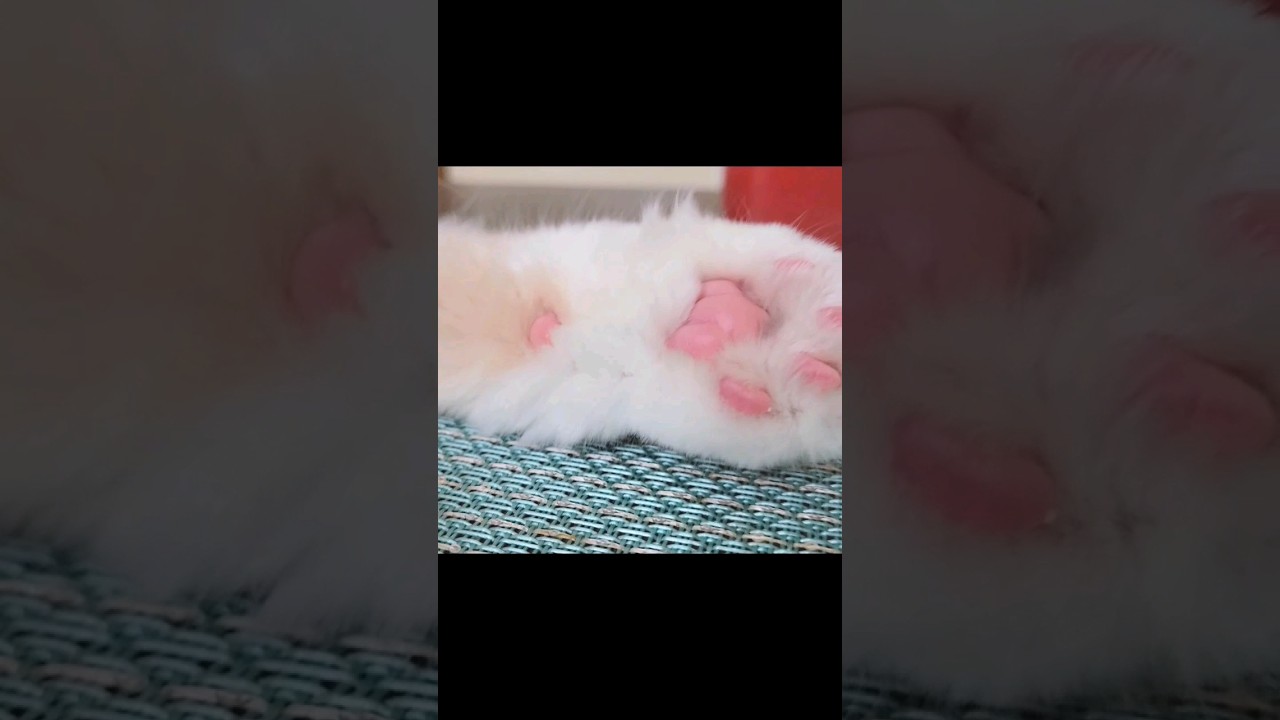 【子猫】キメ顔の猫#ラガマフィン #猫動画 #cat #catvideo #子猫 #shorts
