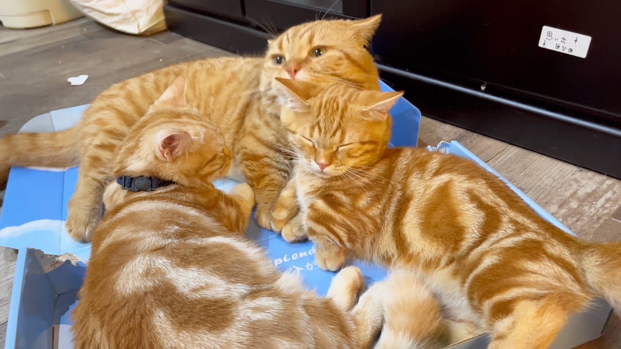 【長編】マンチカン親子猫物語💓【ほっこり】