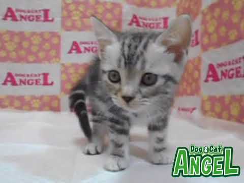 アメリカンショートヘアー 2303128 【ペットショップエンゼル　子犬・子猫販売】
