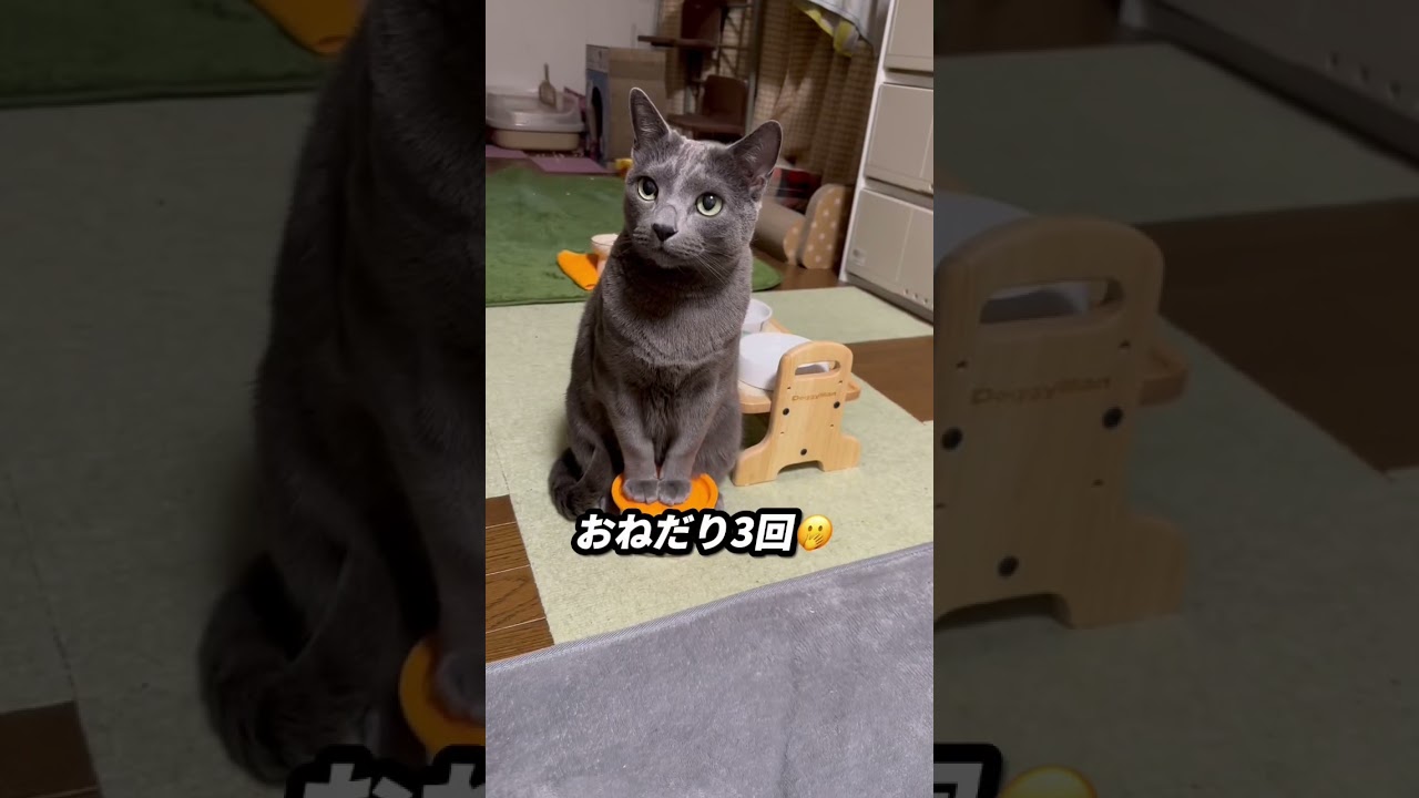 【ロシアンブルー】めろん今朝のおねだり...おんなじように見えますが違います🤣【猫】#shorts
