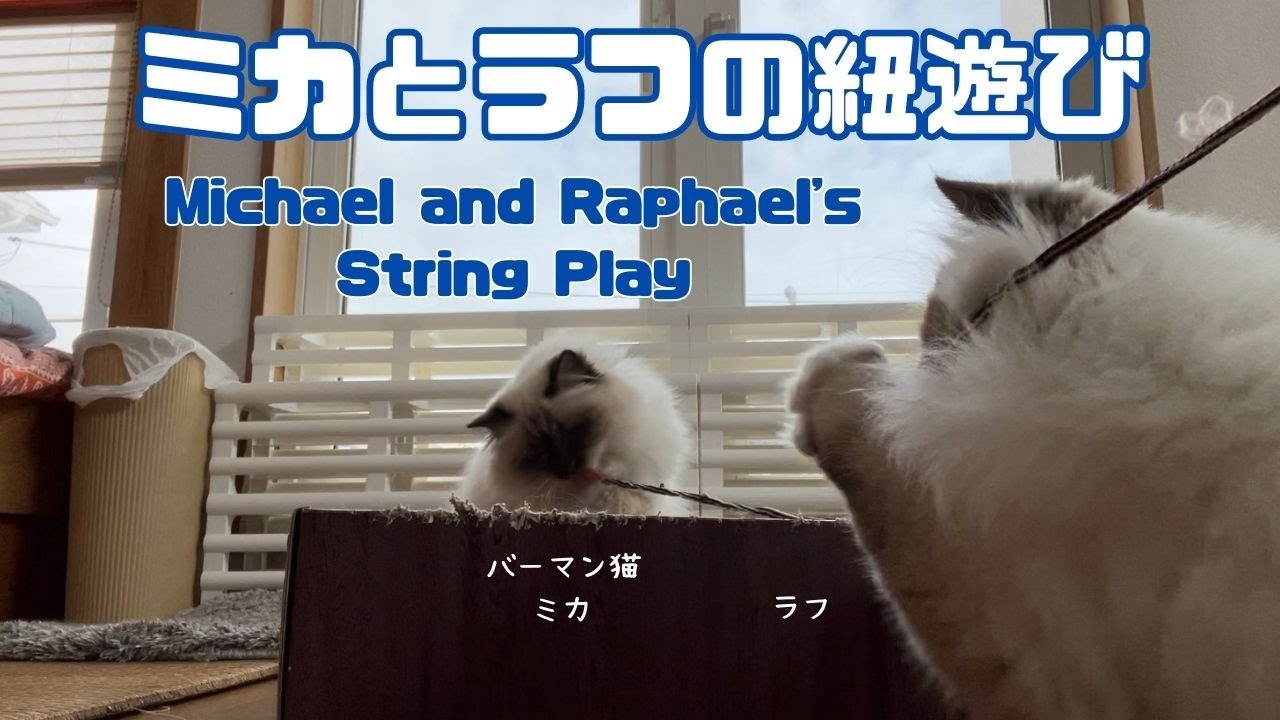 バーマン猫ミカとラフ【ミカとラフの紐遊び】Michael and Raphael's String Play（バーマン猫）Birman/Cat