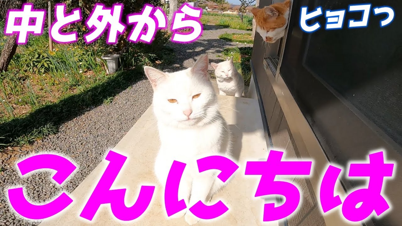 お家の中に侵入して家族を呼び込む庭子猫が可愛すぎました…♡[三毛母猫の子猫]