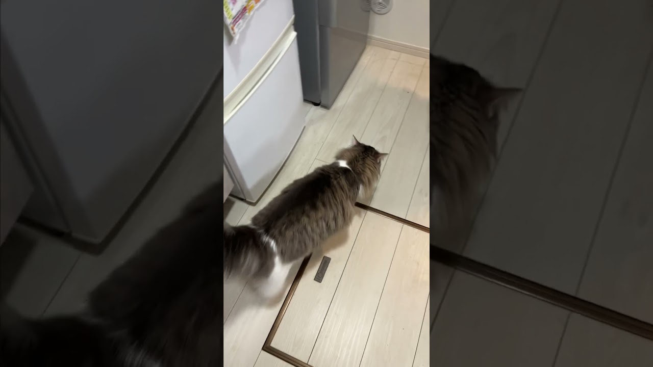 【キッチンの悲劇】大いたずら猫【ノルウエージャンフォレストキャット】/Mischivous cat　♯shorts