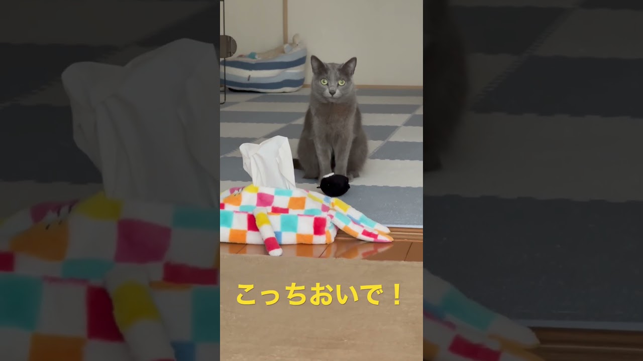 置物にしか見えない猫（ロシアンブルー）#shorts