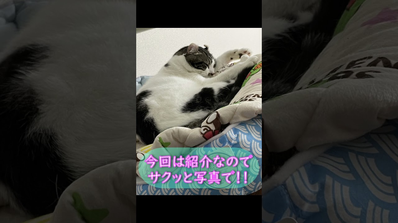 皆さん初めまして！猫と内気な社会人です。＃アメリカンカール　＃猫　＃猫のいる暮らし　＃shorts　＃cat