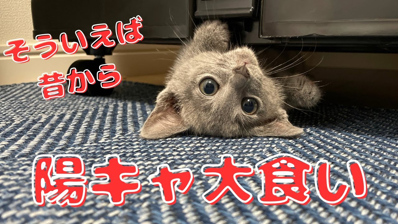 ４月５日はブリーダーさん家で初対面した記念日でした【ロシアンブルー】