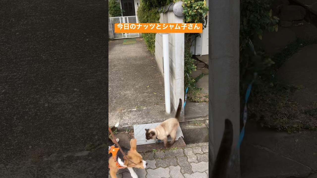 シャム猫と遊ぶビーグル犬 #dog #いぬ #beagle
