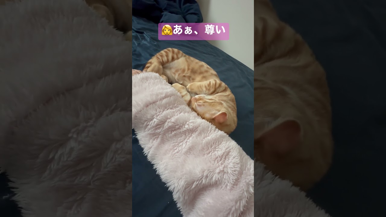 なんなら一緒に寝ない❓ #キンカロー #cat #猫 #cute #子猫 #kitten #猫のいる暮らし #animal #cutecat #昼寝 #寝息 #癒し