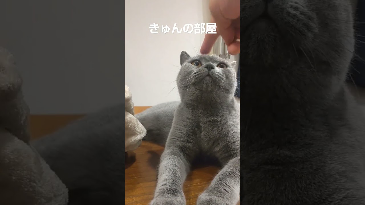SUNDAYmorning #ブリティッシュショートヘア #猫 #shorts