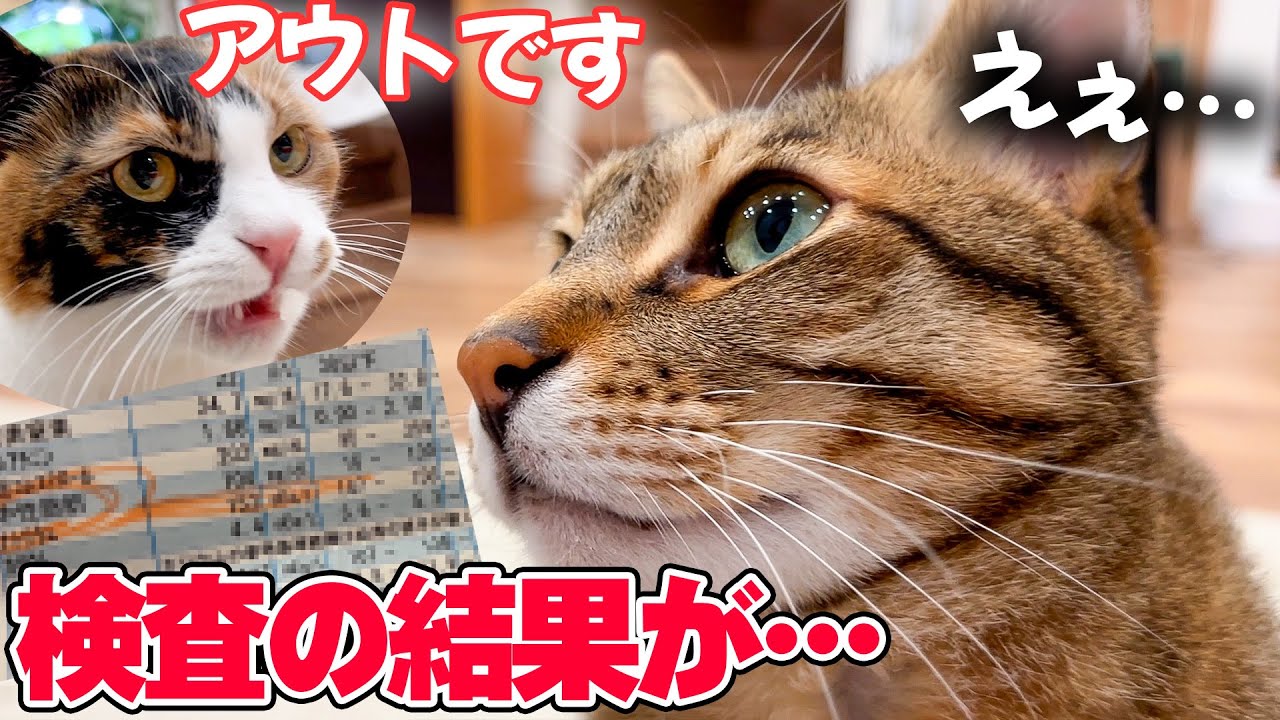 イケメン猫の血液検査が返ってきたんですが”お尻”に追加の検査が行われまました…