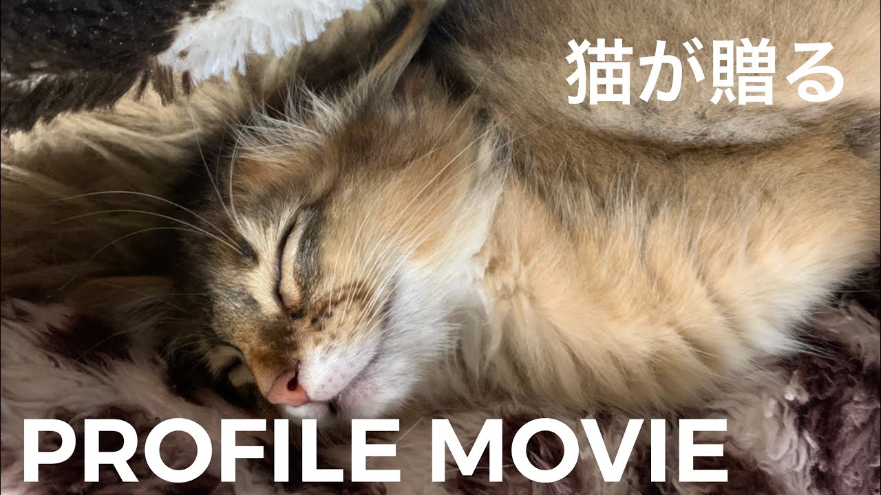 【ソマリ猫アンの性格】猫が贈るプロフィールムービー