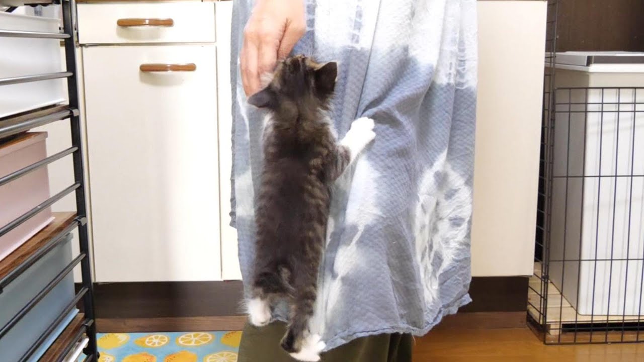 ミルクの匂いに気づいた子猫がママにしがみつく【赤ちゃん猫　保護猫】