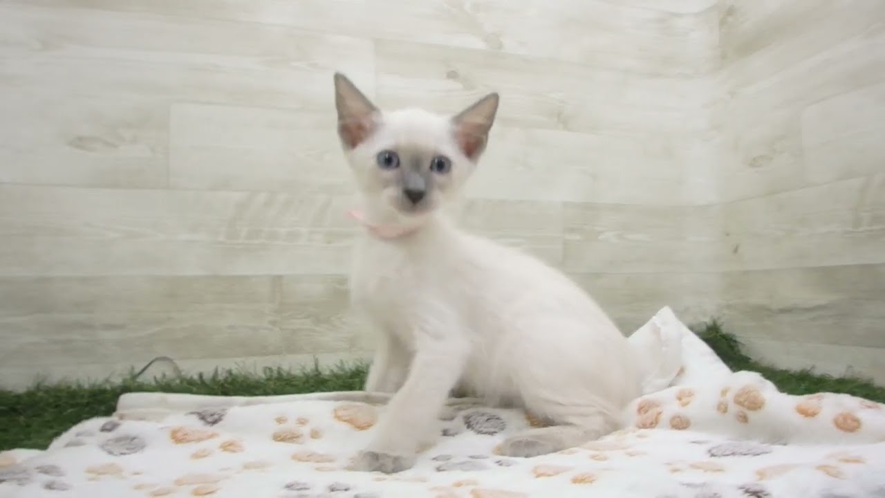 ペットショップcoo&riku No.00625654 トンキニーズ