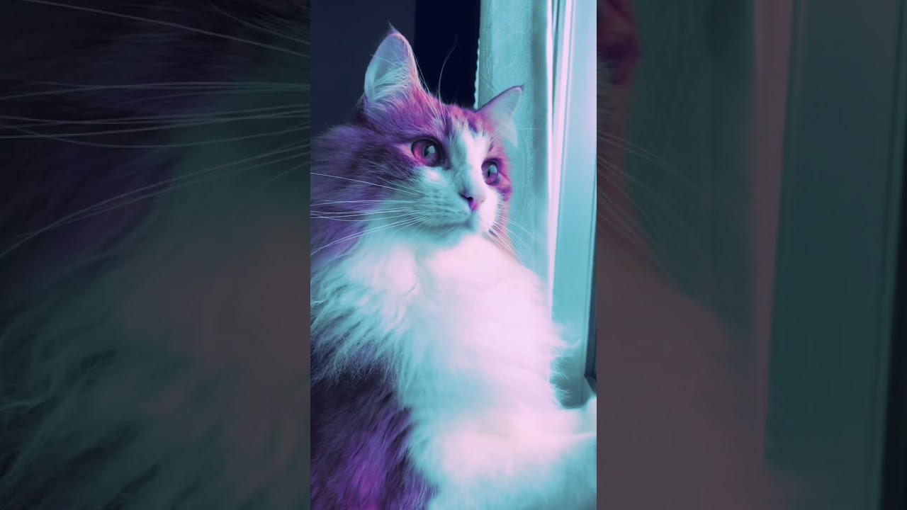 不思議系ねこ動画 #猫 #ノルウェージャンフォレストキャット #shorts