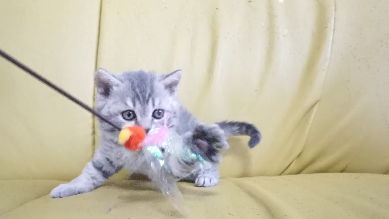 セルカークレックス子猫　2020.10.30産れ　ブルータビー　男の子　シーダキャット猫のお店