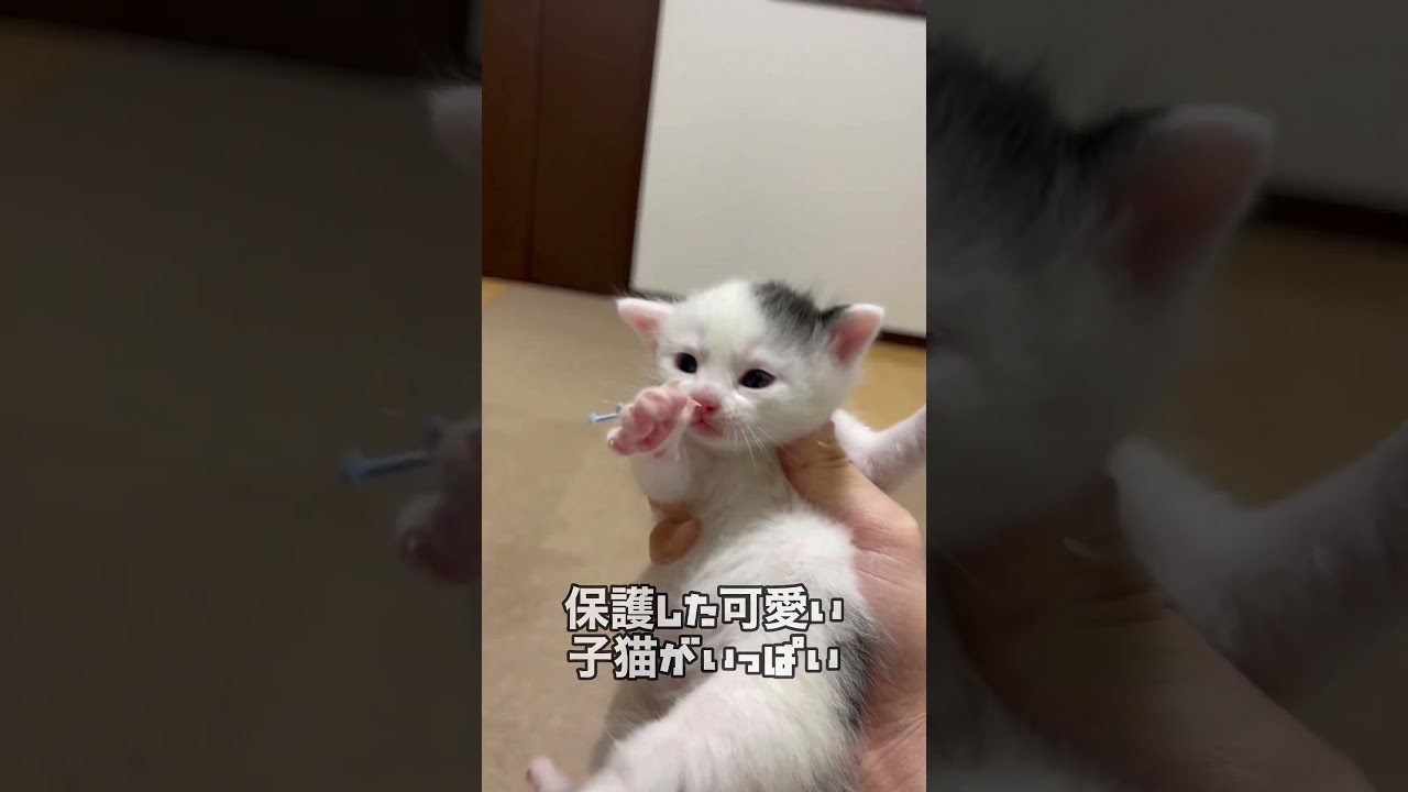 ねこせんチャンネル 保護した子猫たちをよろしくね・マメちゃん編 #shorts