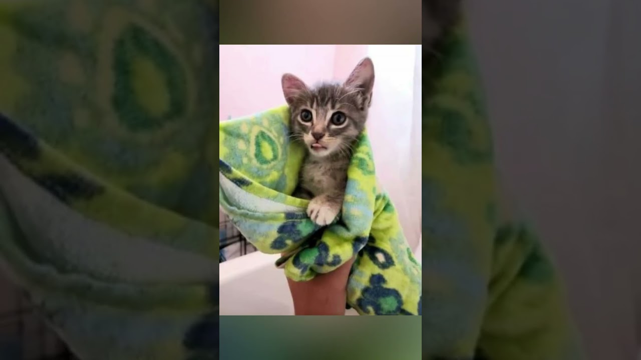 驚愕！なぜこんな所に子猫が・・・＃shorts