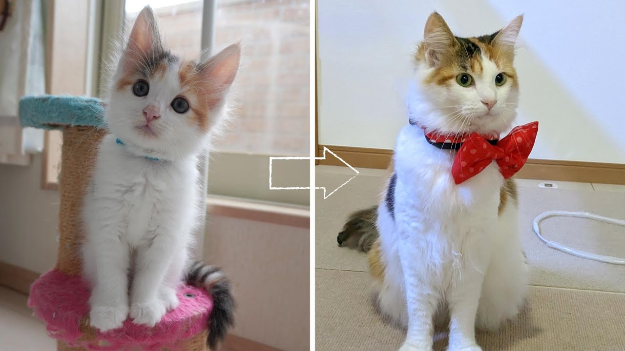 １歳になった大型猫ノルウェージャンがコーギーの隣に並ぶとすごい